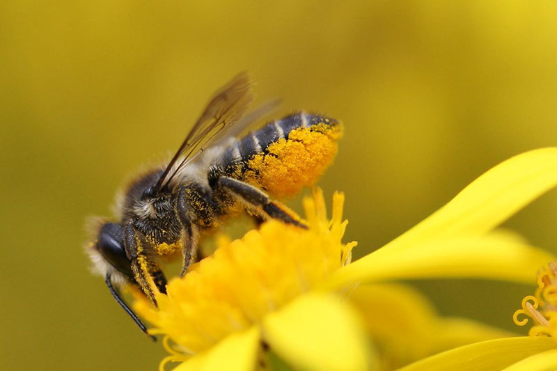 Honey bees fill 'saddlebags' with pollen. Here's how they keep