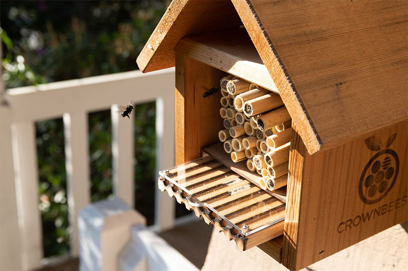 Mason Bee Flying Around Bee House